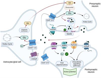 Influence of glutamatergic and GABAergic neurotransmission on obstructive sleep apnea